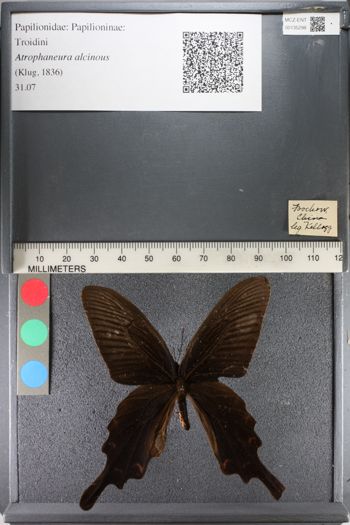 Media type: image;   Entomology 135298